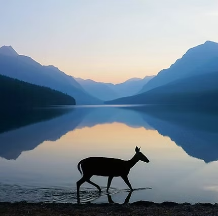 Silhouette of a doe at Bowman Lake in Glacier National Park at dawn